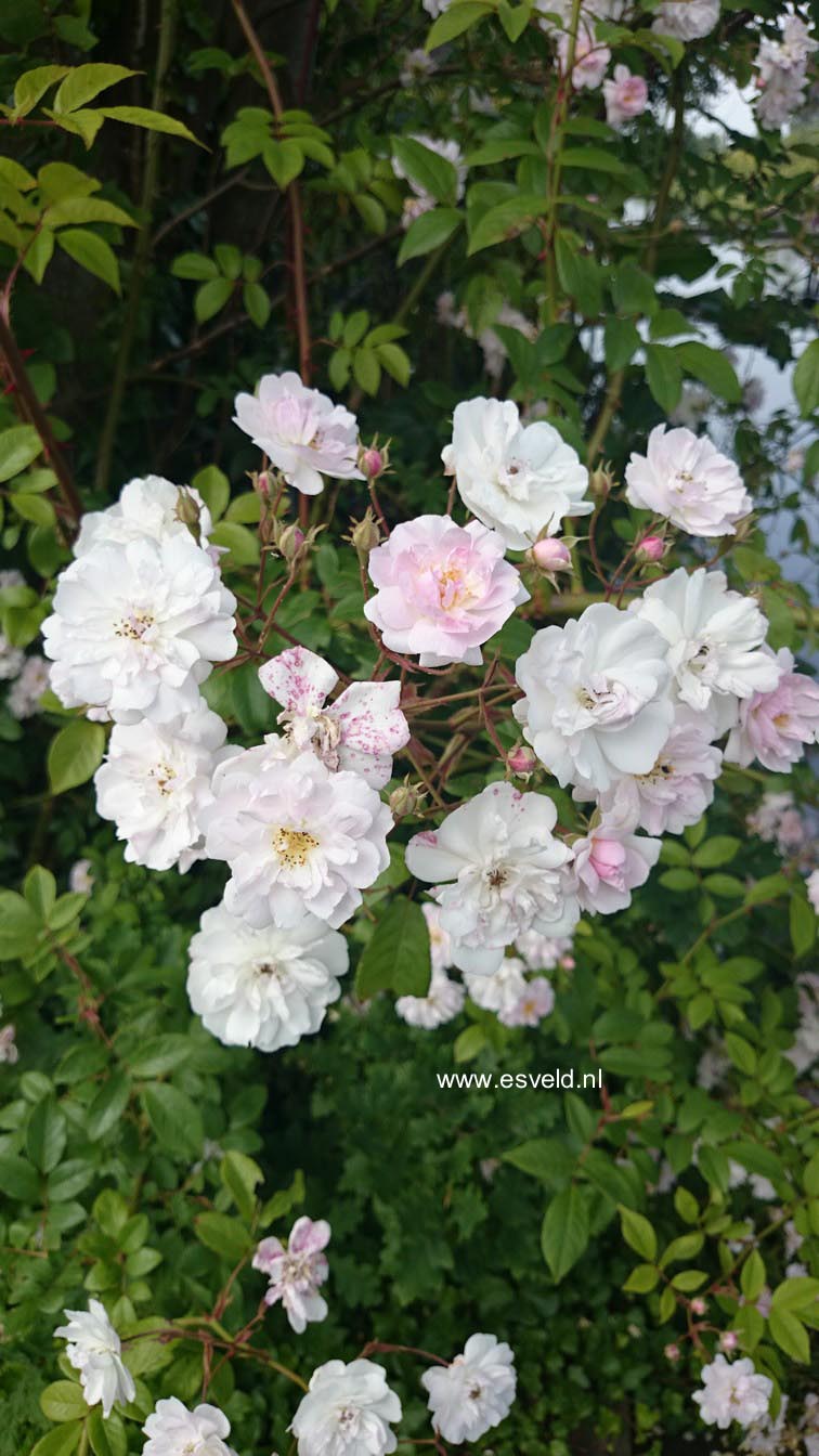 Rosa 'Lenalbi' (GUIRLANDE D'AMOUR)