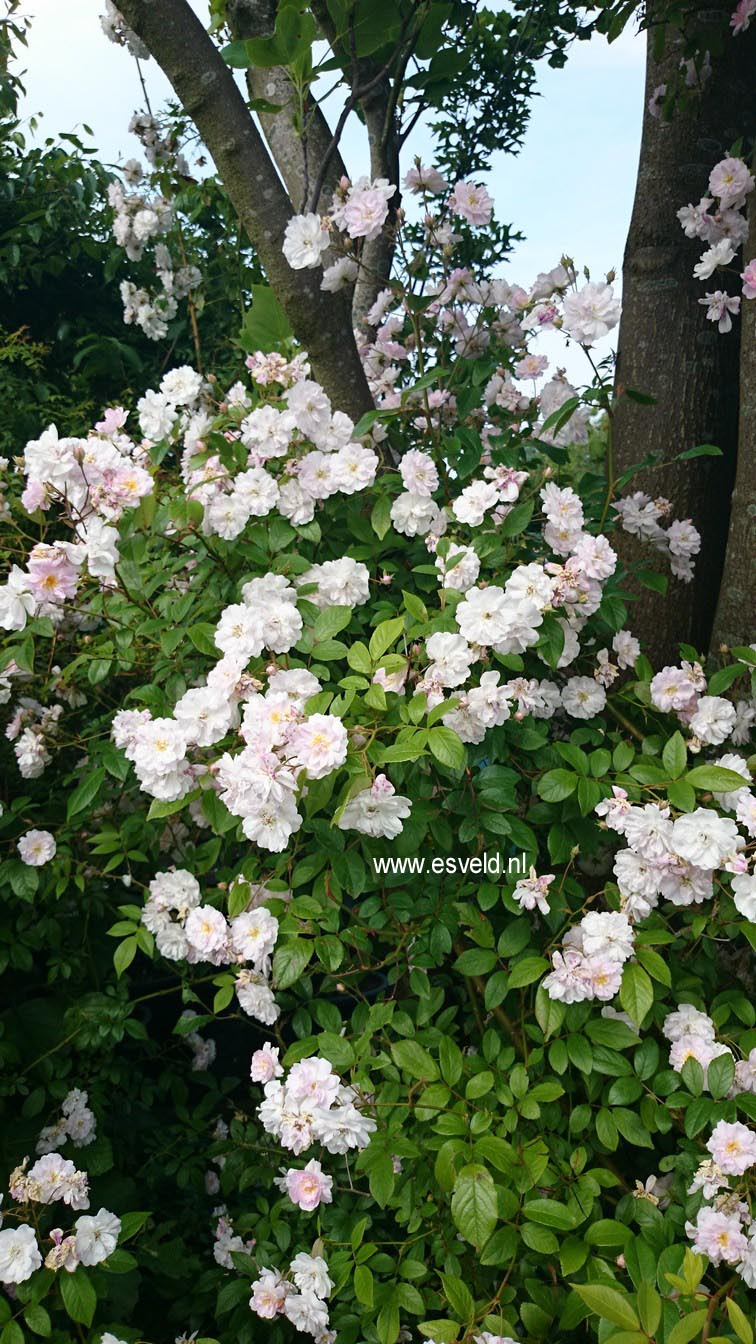 Rosa 'Lenalbi' (GUIRLANDE D'AMOUR)