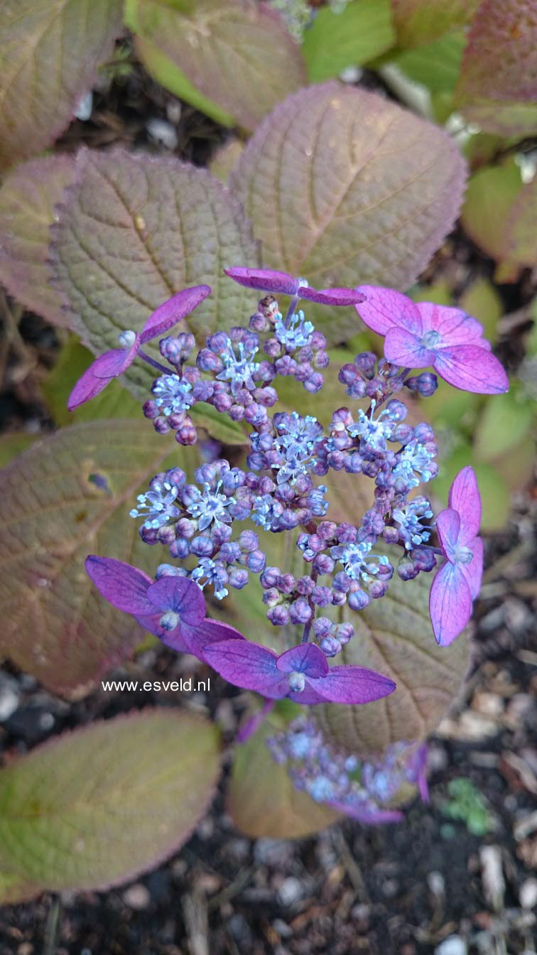 Hydrangea serrata 'Murasaki kobai'