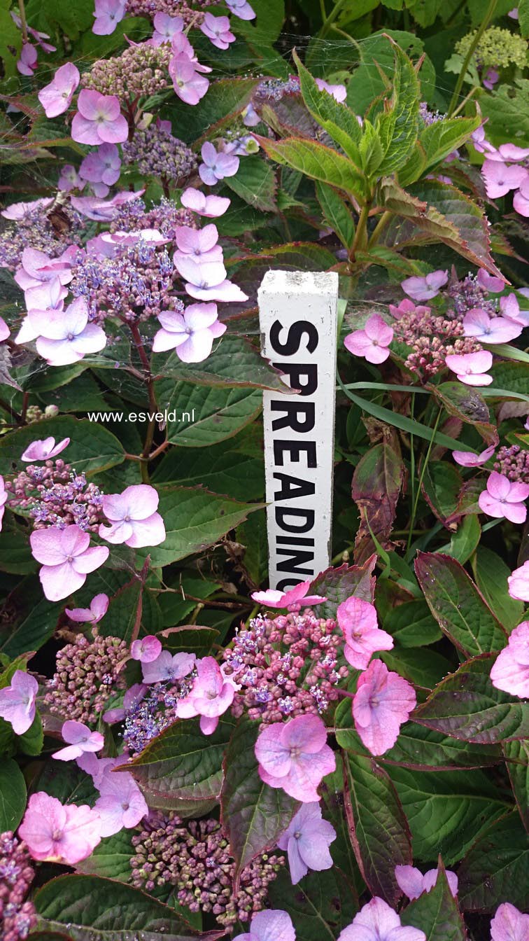 Hydrangea serrata 'Spreading Beauty'