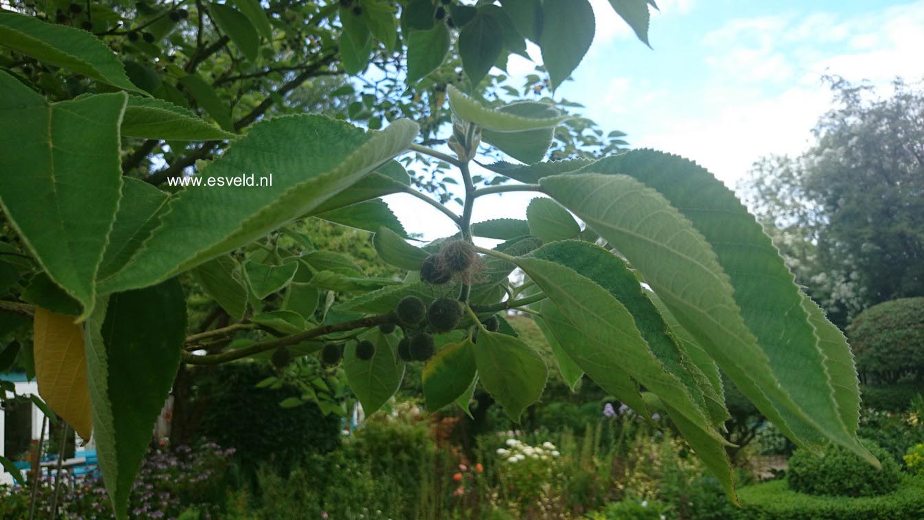 Broussonetia papyrifera