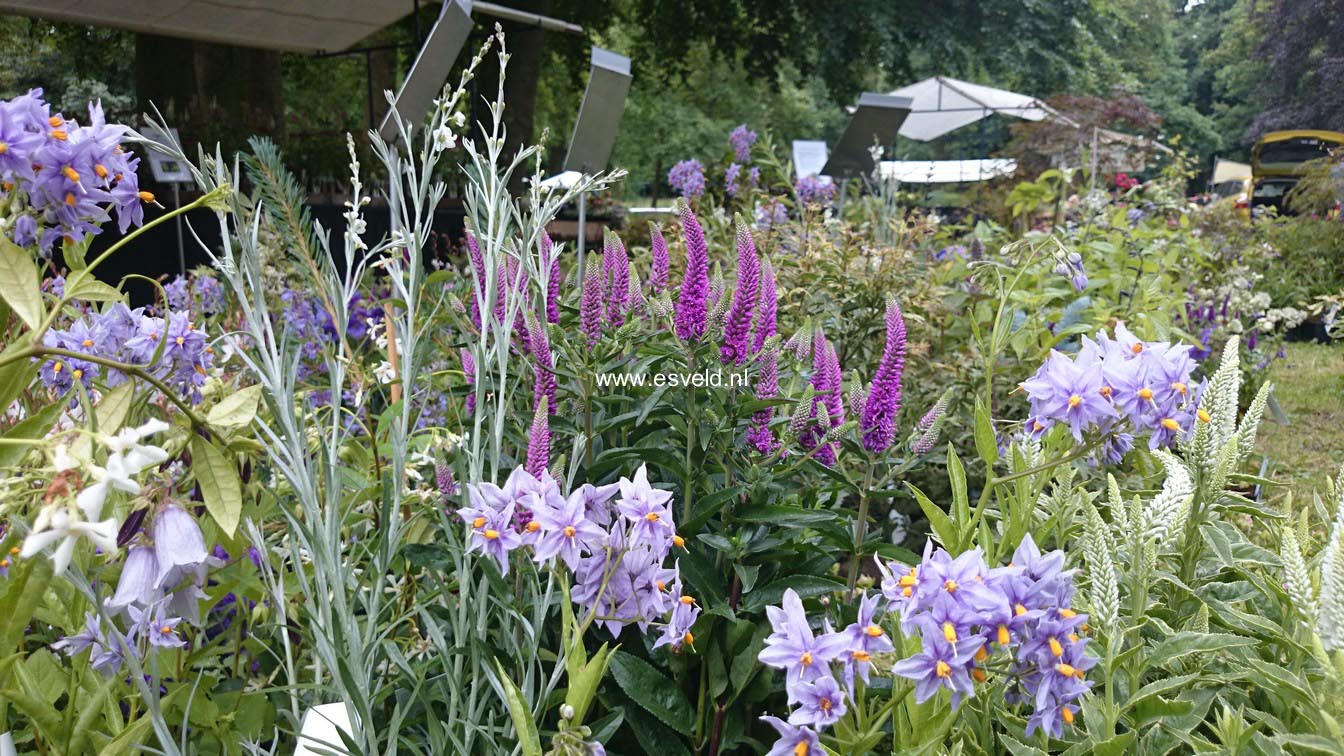 Solanum crispum 'Glasnevin'