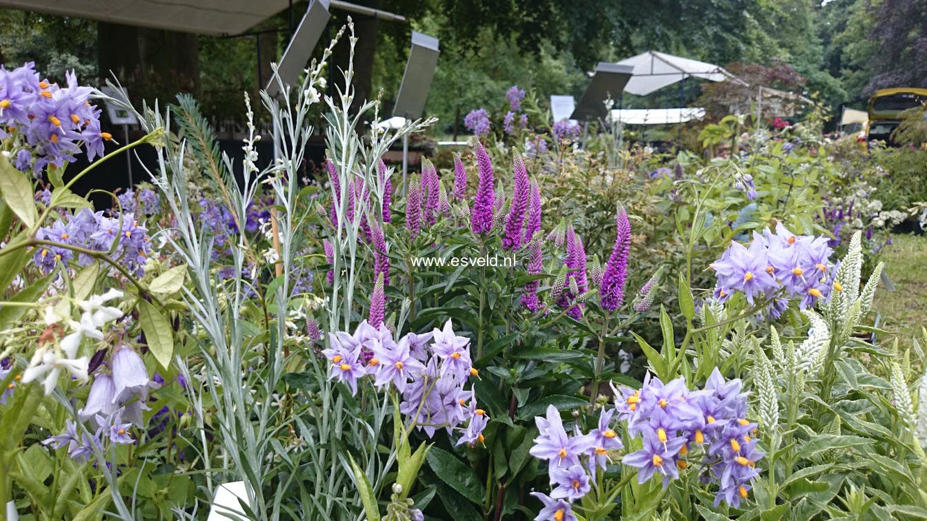 Solanum crispum 'Glasnevin'