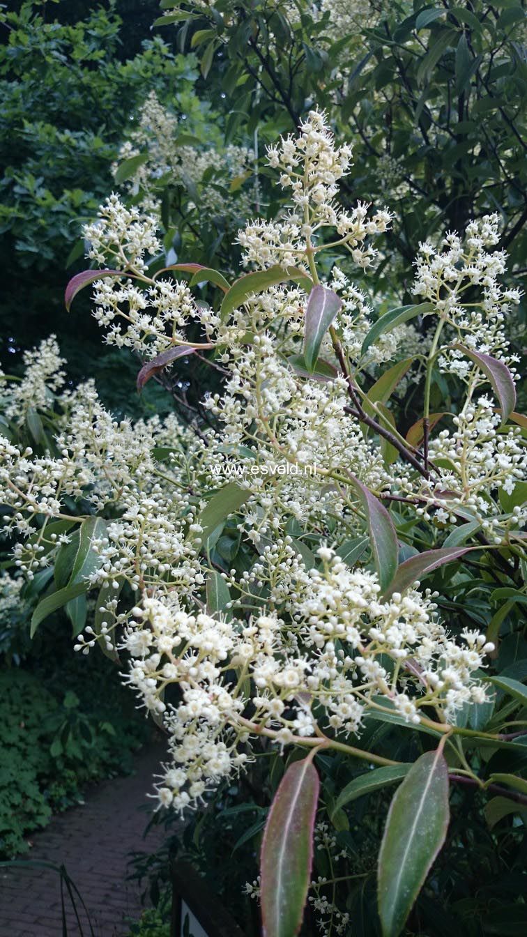 Viburnum hillieri 'Winton'