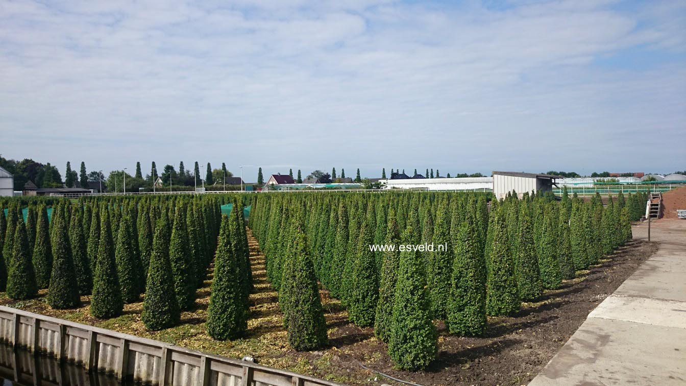 Buxus sempervirens