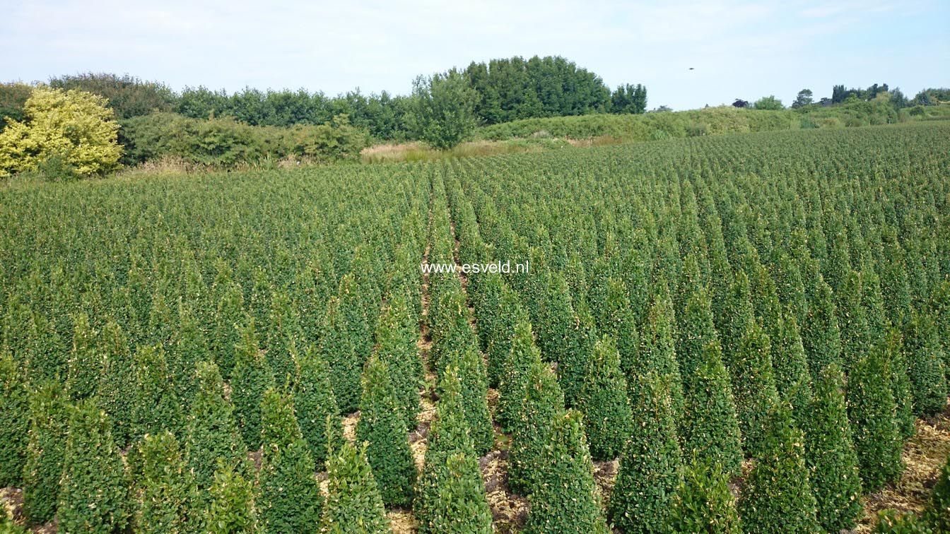 Buxus sempervirens