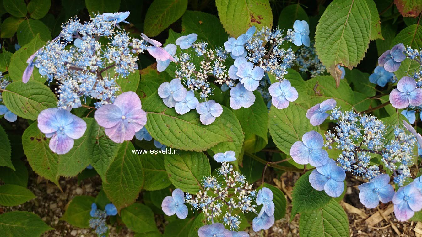 Hydrangea serrata 'Veerle'