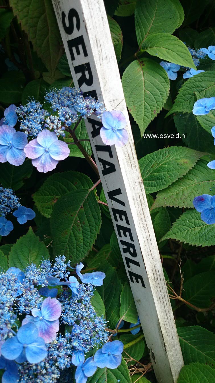 Hydrangea serrata 'Veerle'