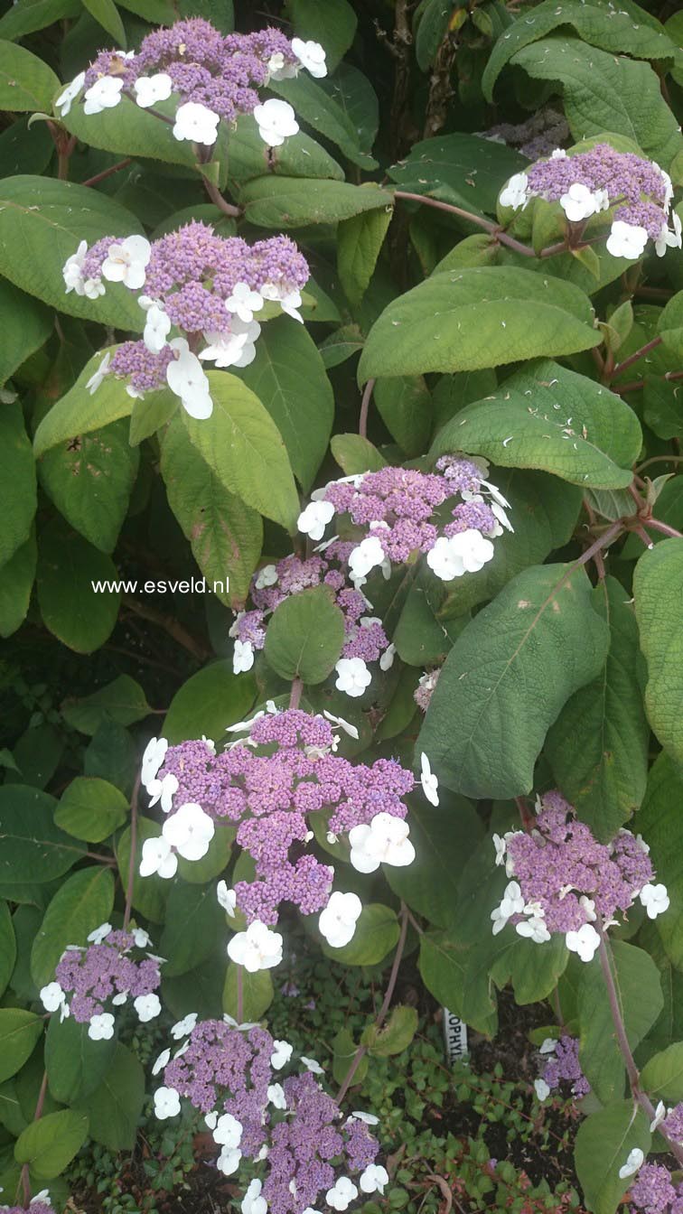 Hydrangea aspera 'Macrophylla'