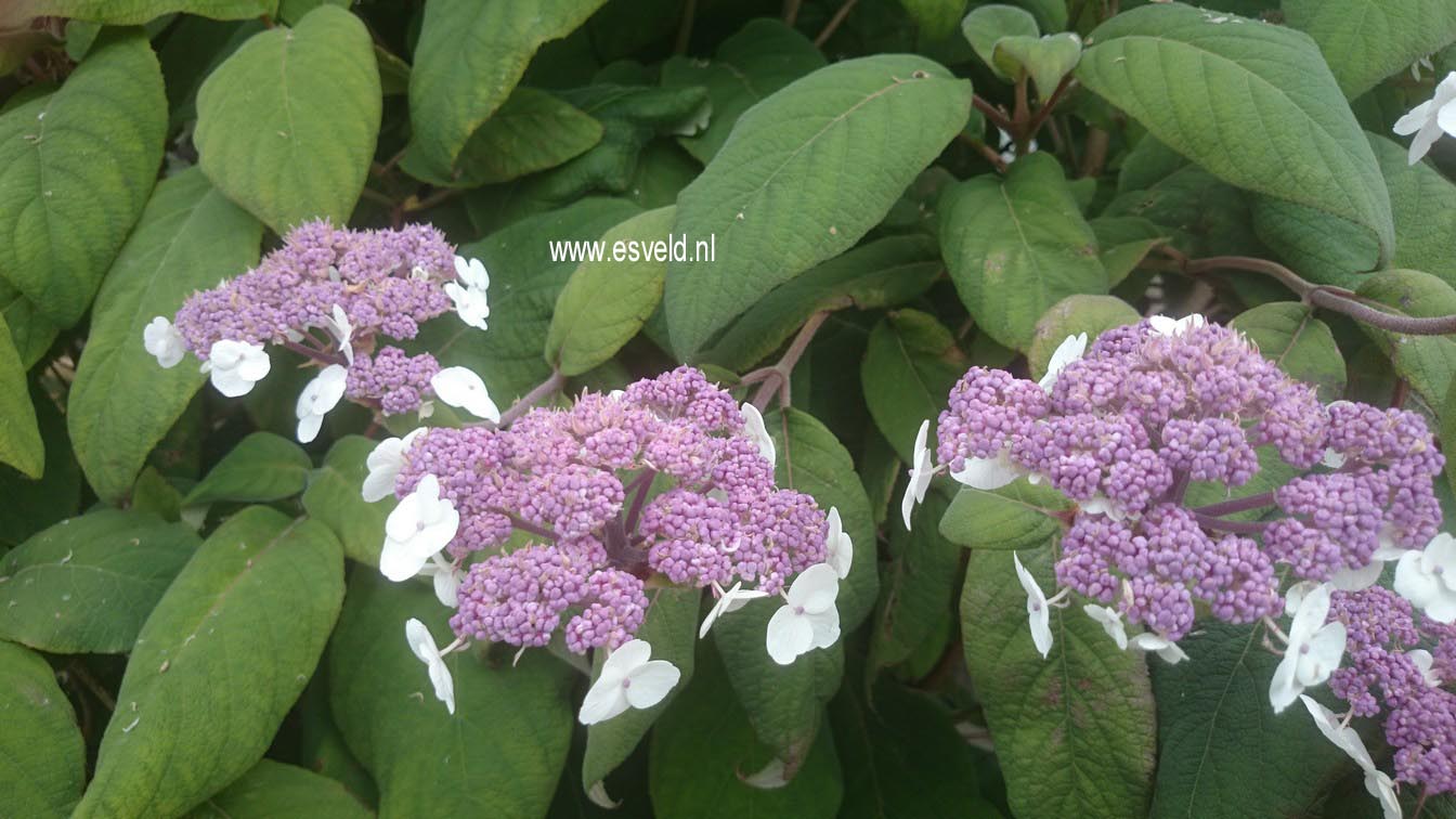 Hydrangea aspera 'Macrophylla'