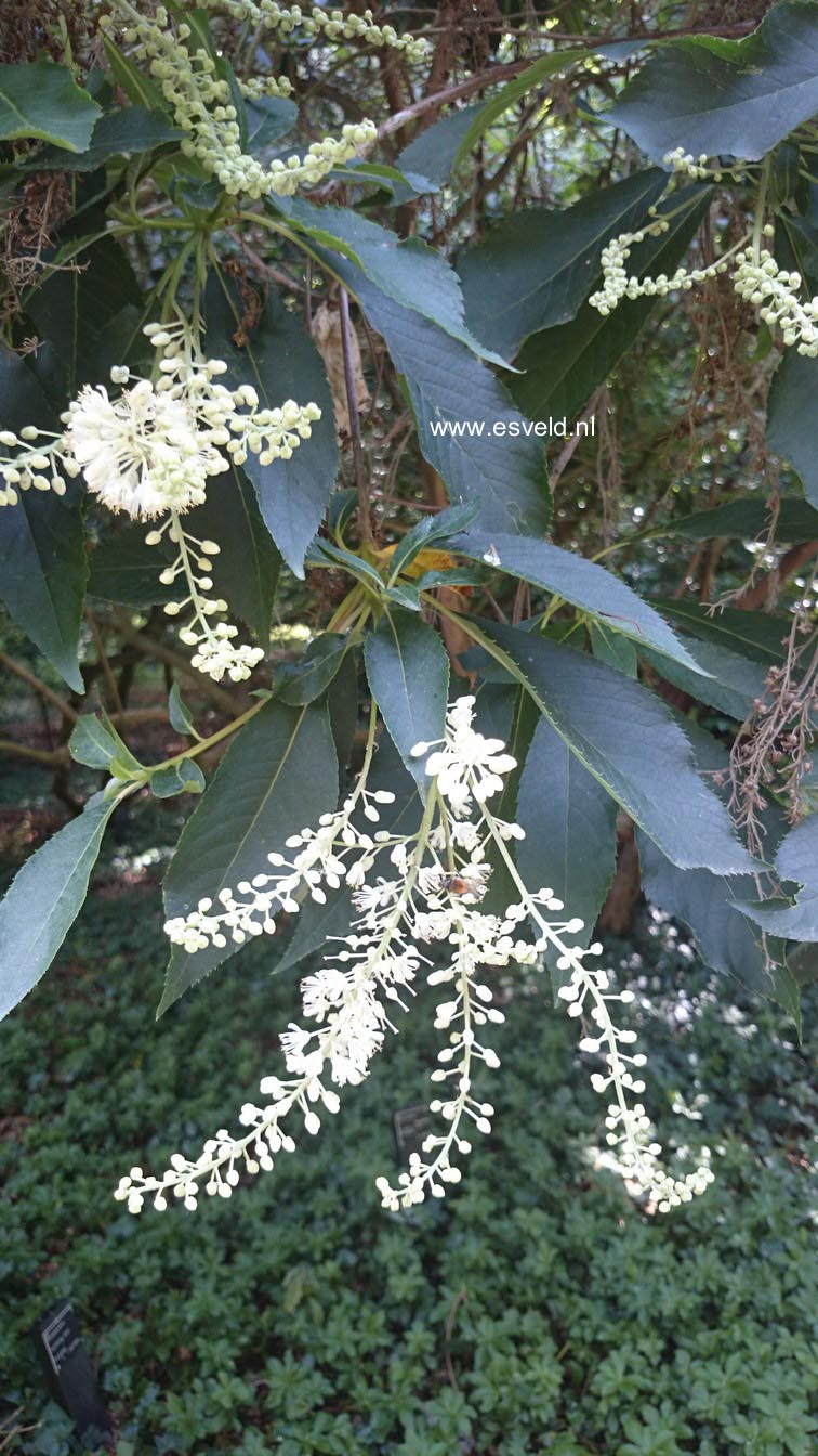 Clethra barbinervis