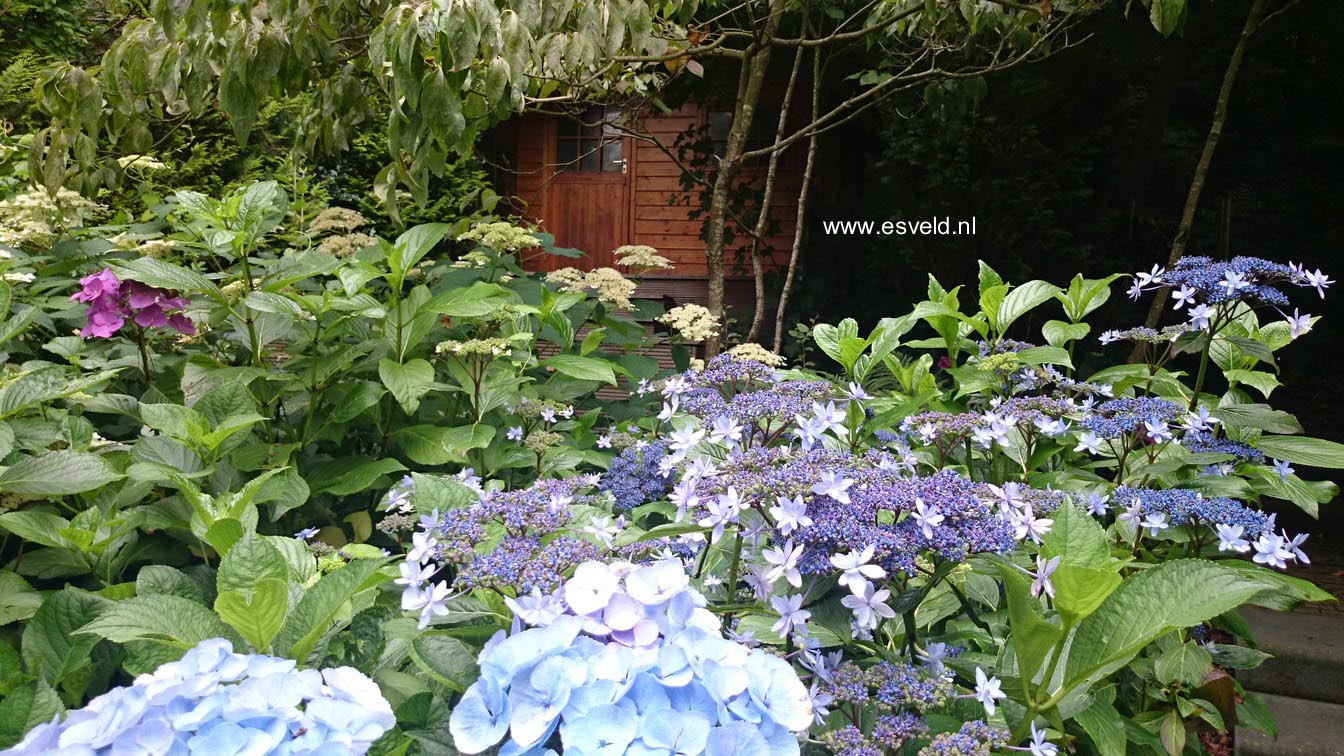 Hydrangea macrophylla 'Izu no hana'