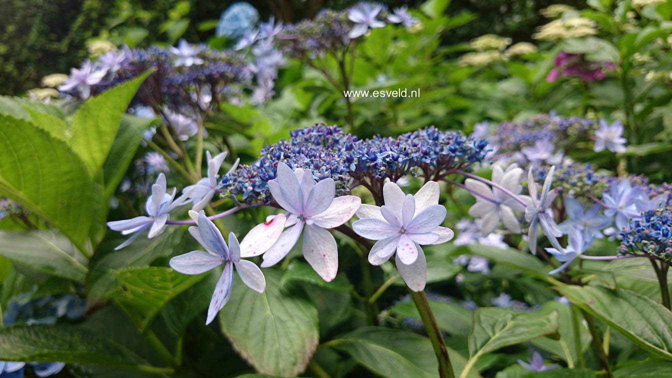 Hydrangea macrophylla 'Izu no hana'