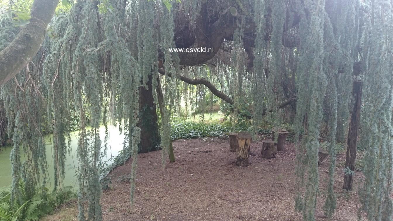 Cedrus libani 'Glauca Pendula'