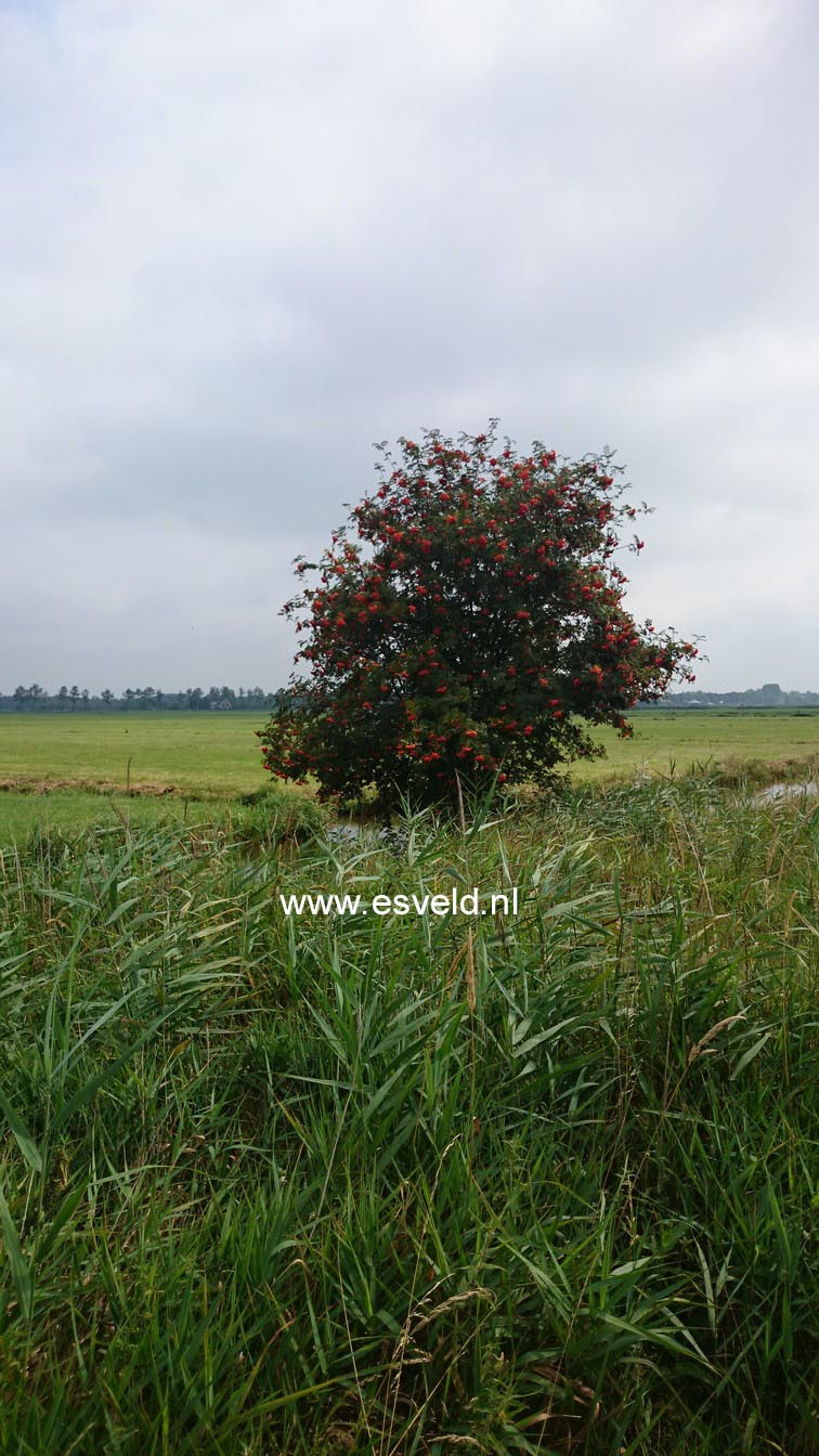 Sorbus aucuparia