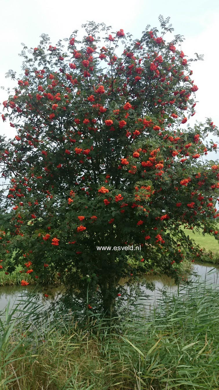 Sorbus aucuparia