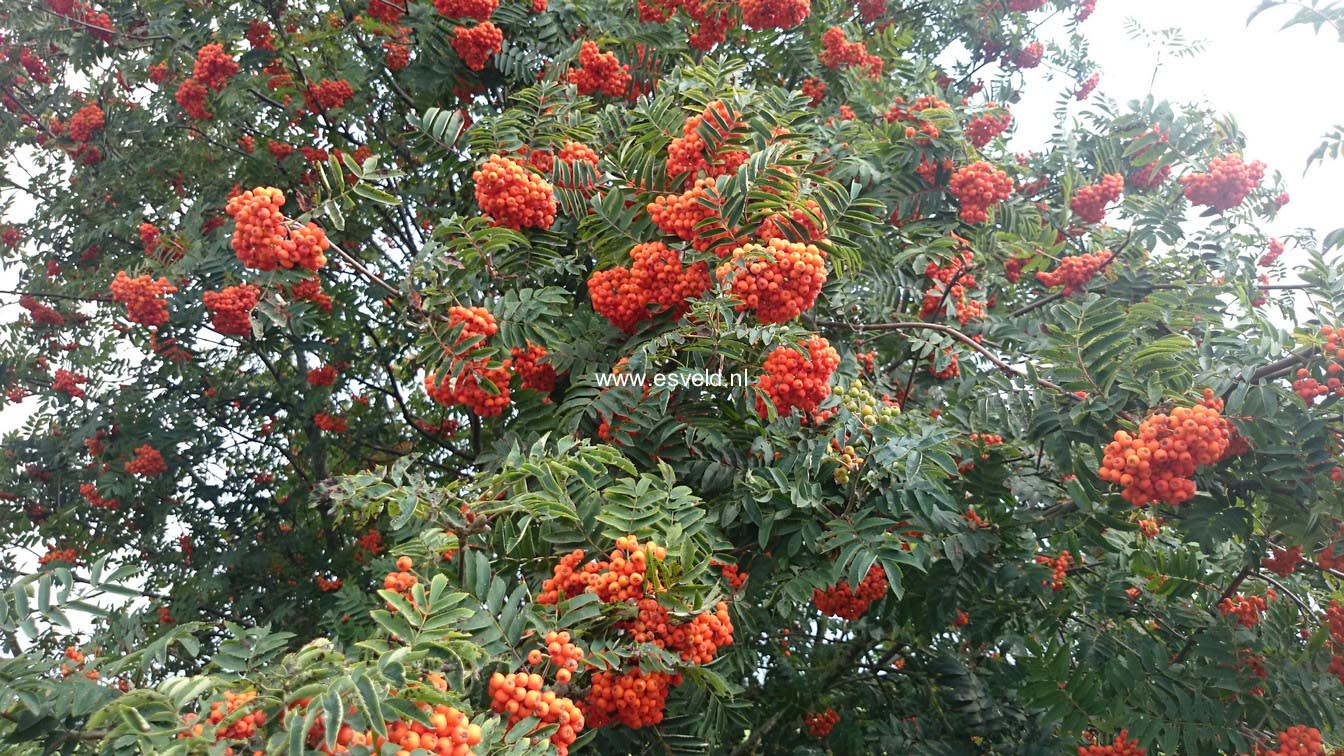 Sorbus aucuparia