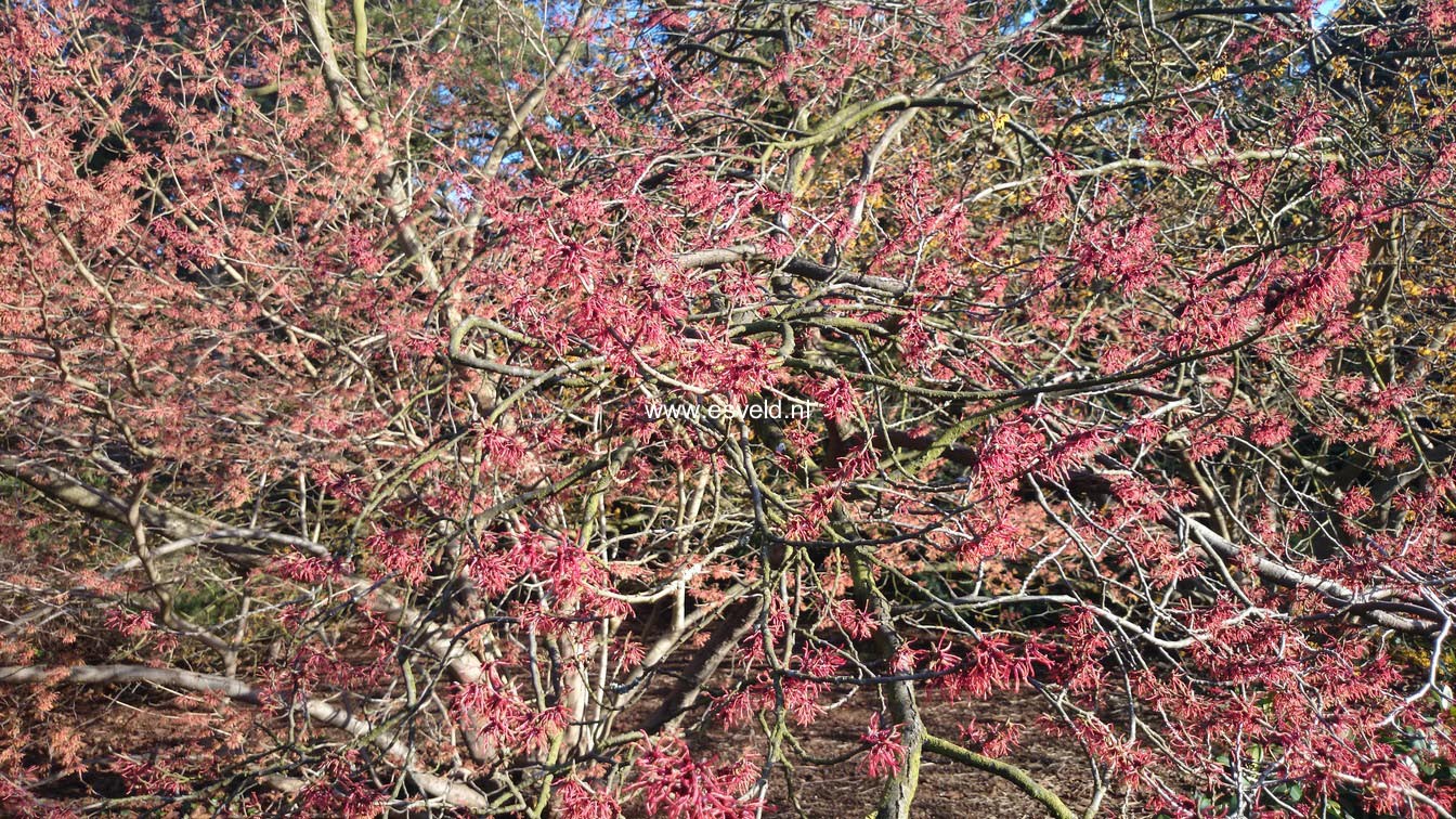 Hamamelis intermedia 'Ruby Glow'