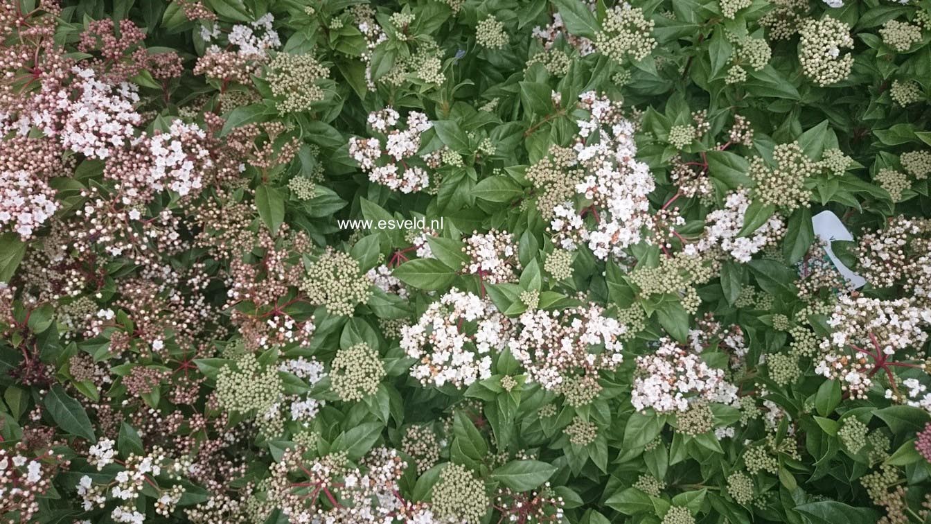 Viburnum tinus