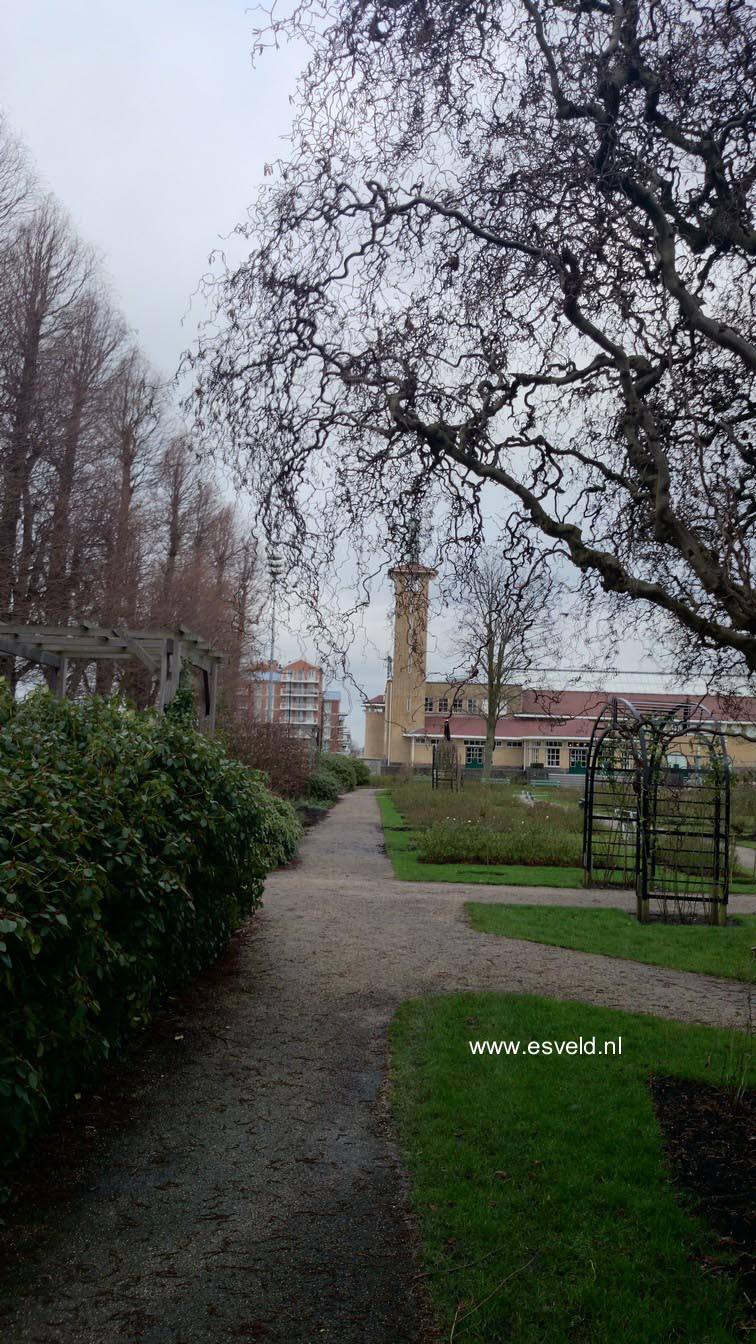 Corylus avellana 'Contorta'