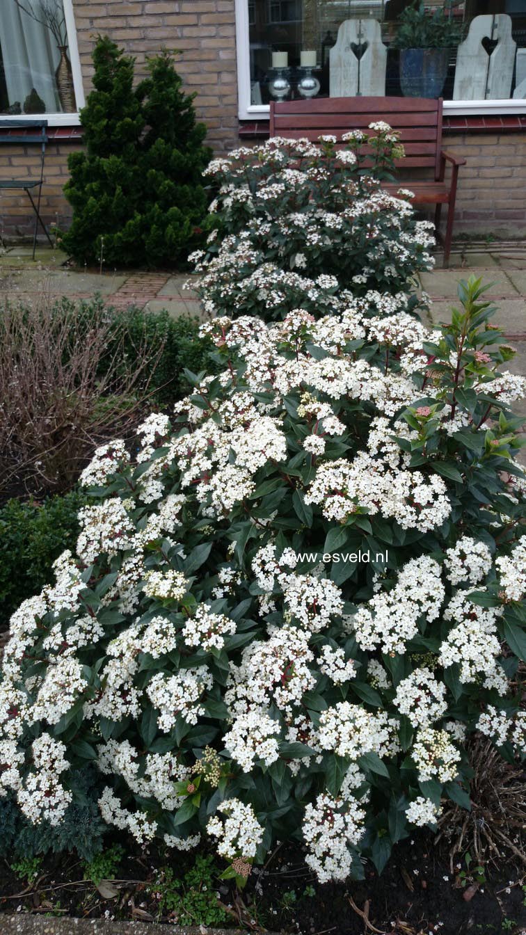 Viburnum tinus