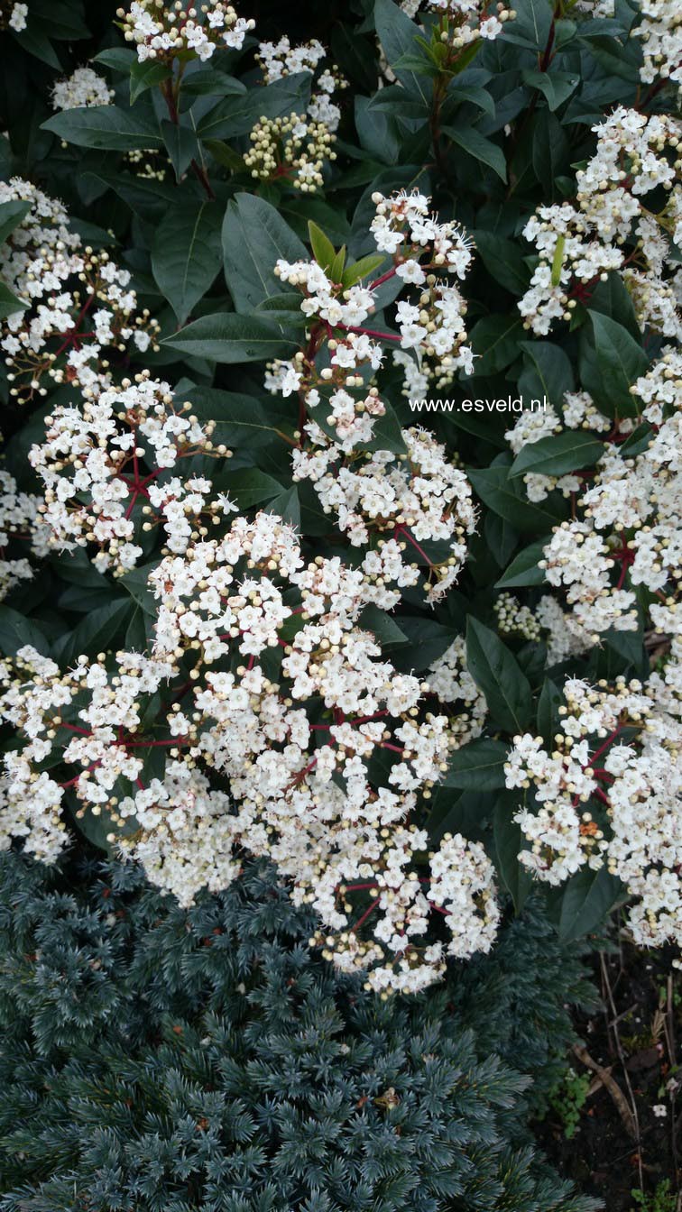 Viburnum tinus