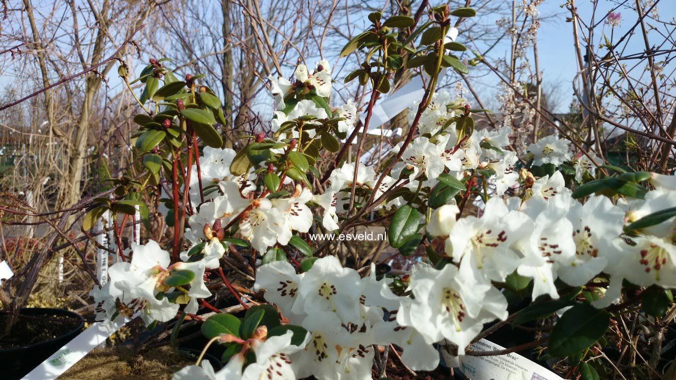 Rhododendron 'Bric a Brac'