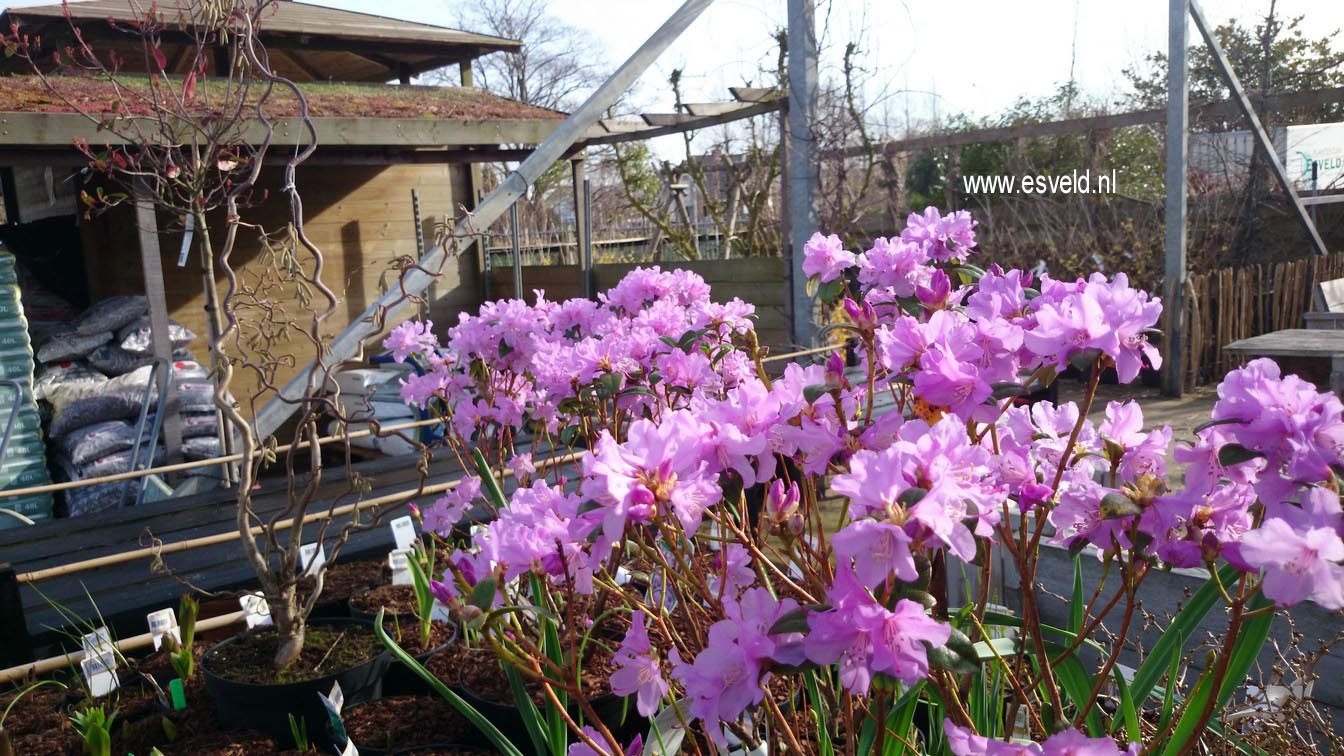 Rhododendron 'Praecox'