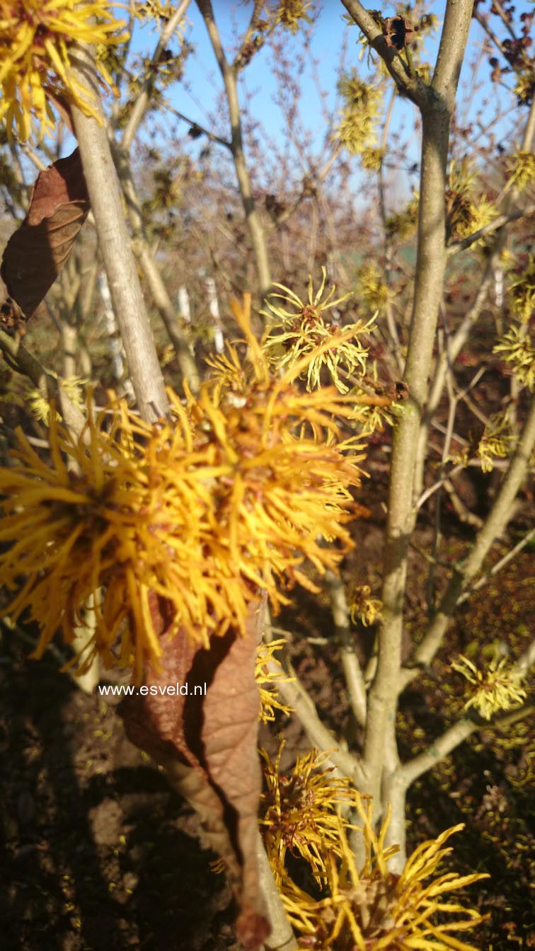 Hamamelis intermedia 'Amanda'