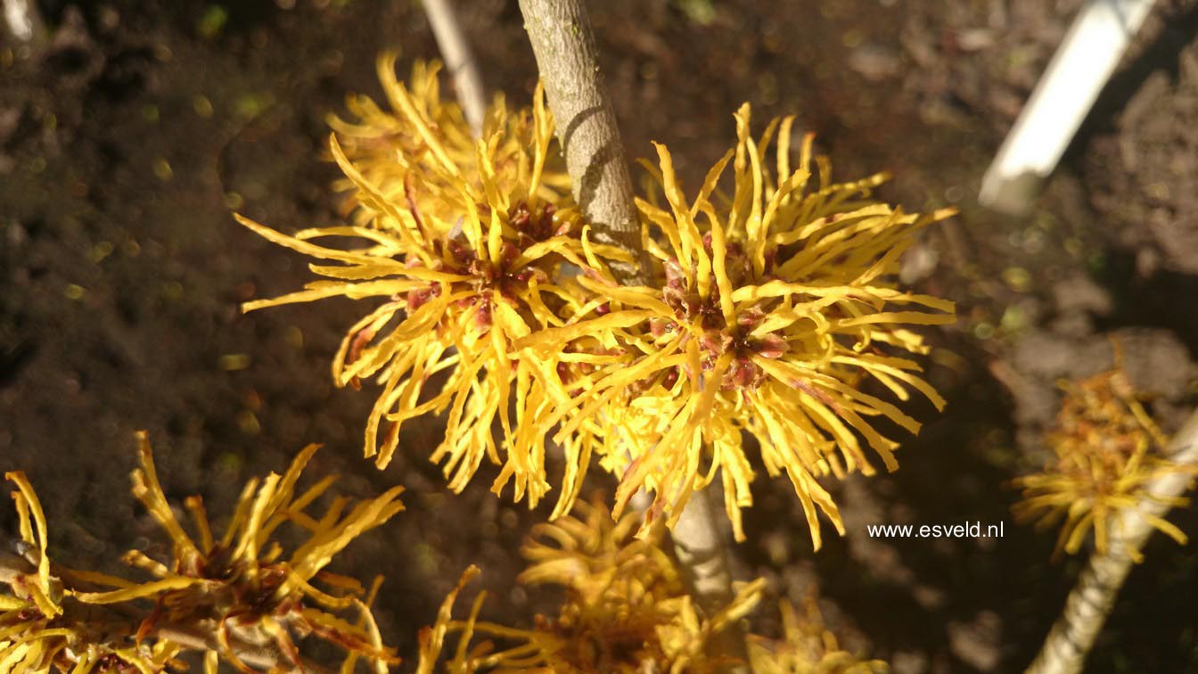 Hamamelis intermedia 'Amanda'