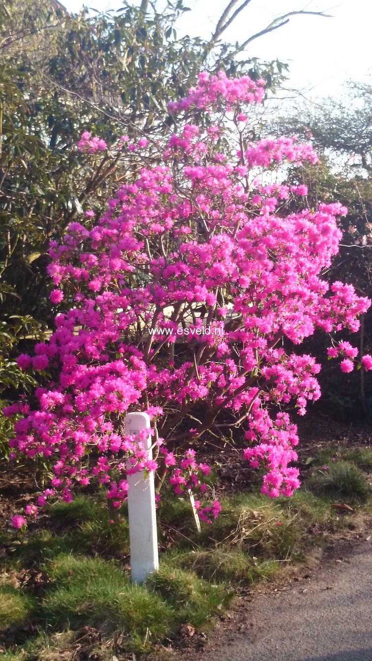 Rhododendron 'Ostara'