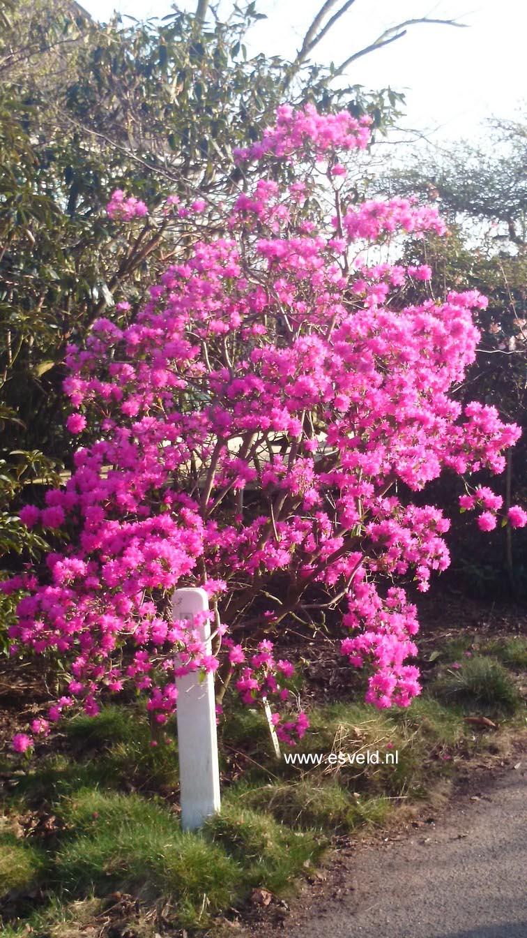 Rhododendron 'Ostara'