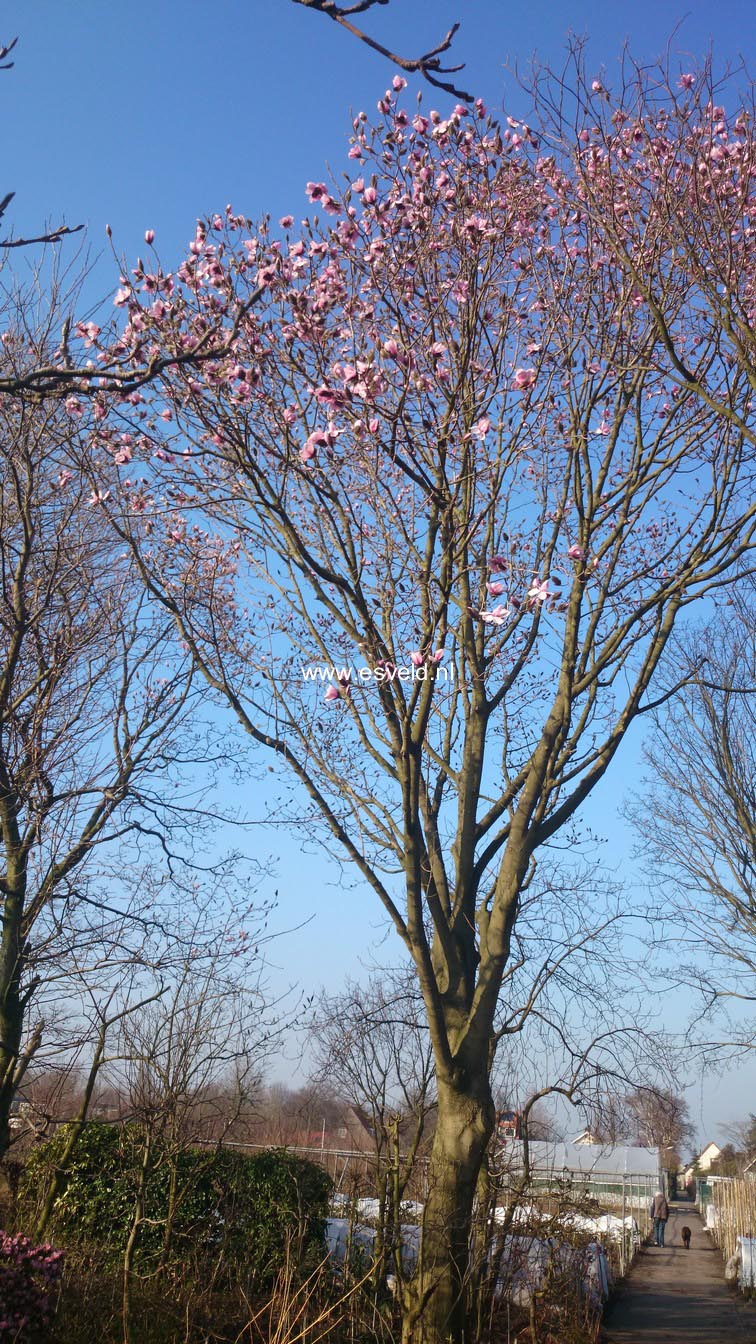 Magnolia dawsoniana