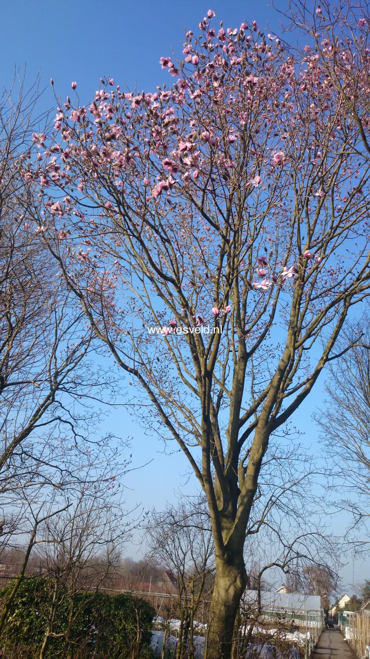 Magnolia dawsoniana