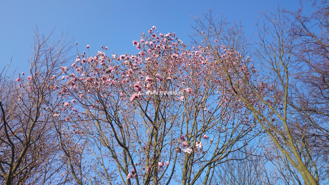 Magnolia dawsoniana