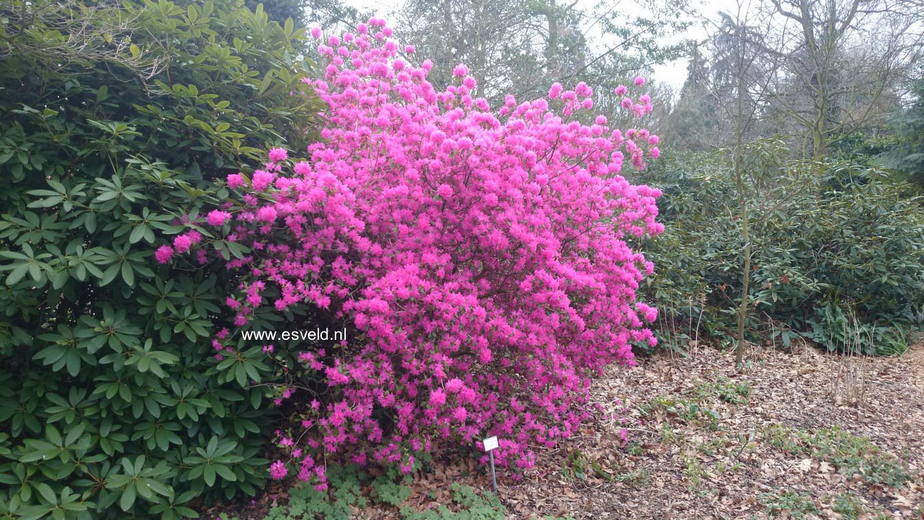 Rhododendron 'Ostara'