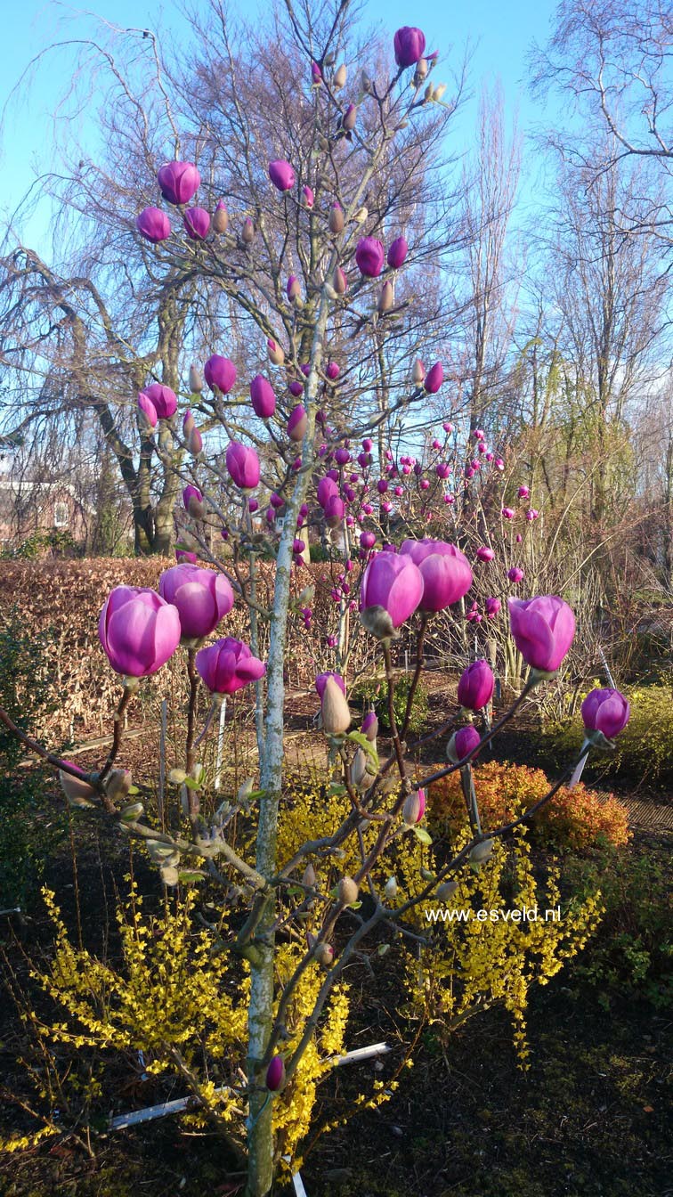 Magnolia 'Jurmagl' (BLACK TULIP)