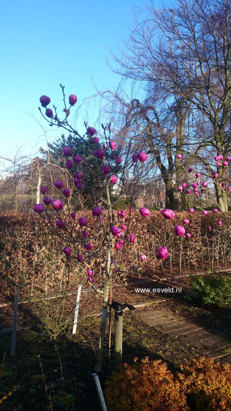 Magnolia 'Jurmagl' (BLACK TULIP)