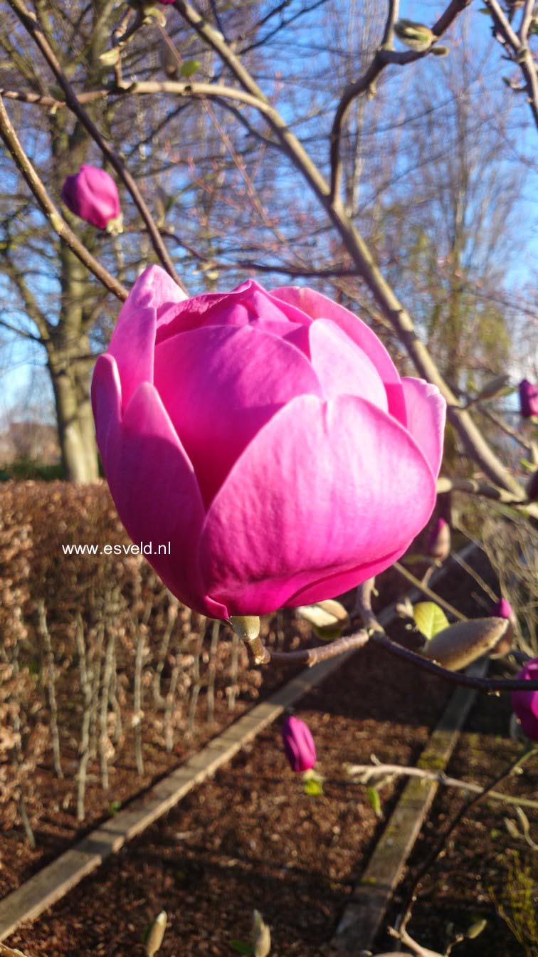 Magnolia 'Jurmagl' (BLACK TULIP)