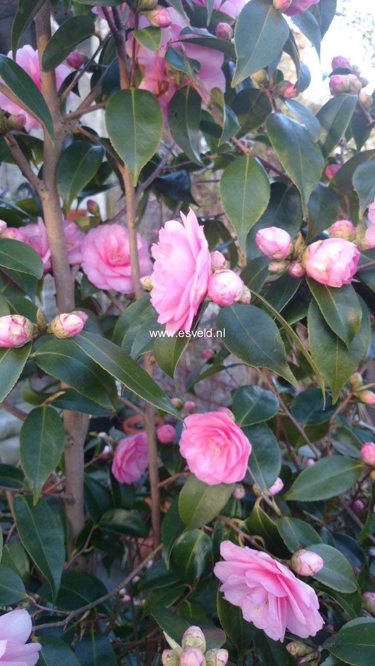 Camellia japonica 'Spring Festival'