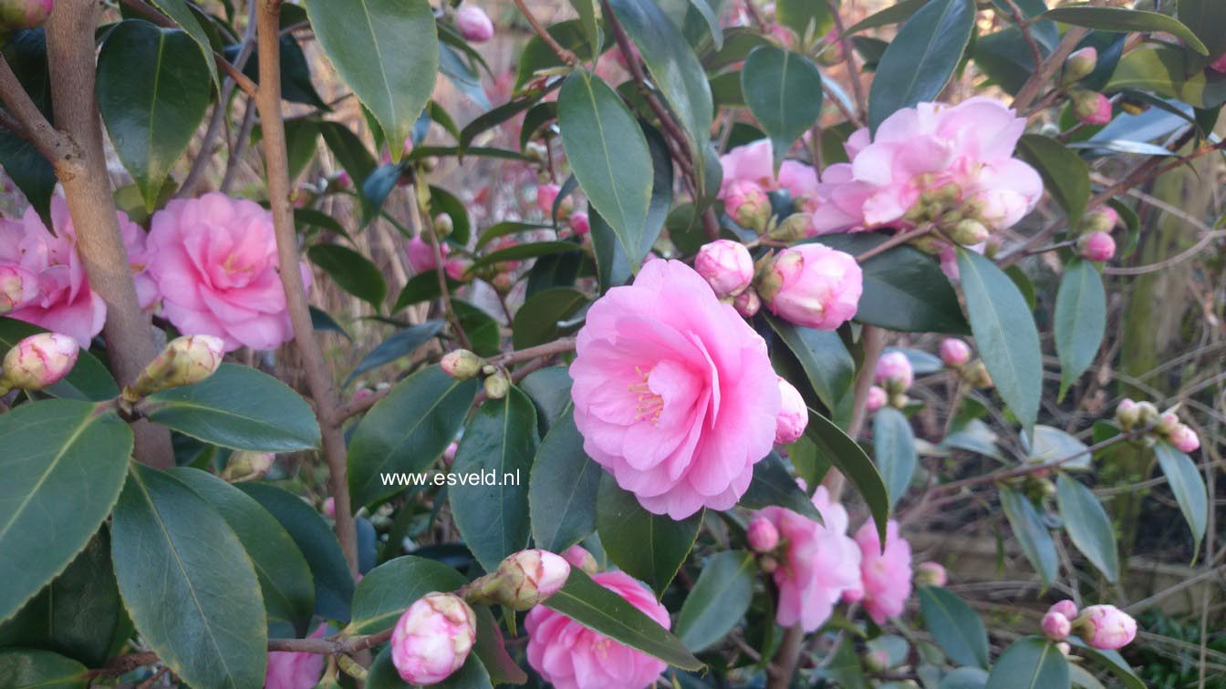 Camellia japonica 'Spring Festival'