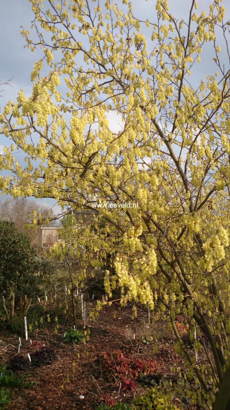 Corylopsis sinensis