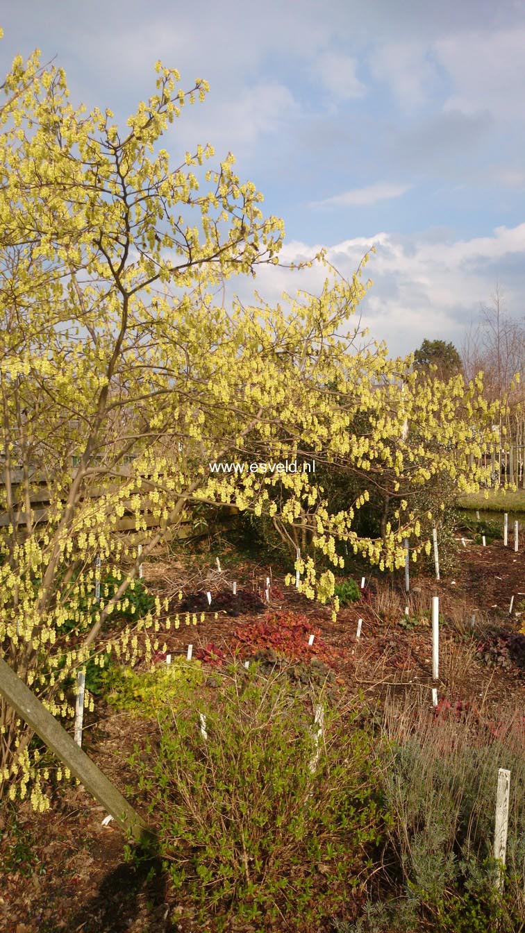 Corylopsis sinensis