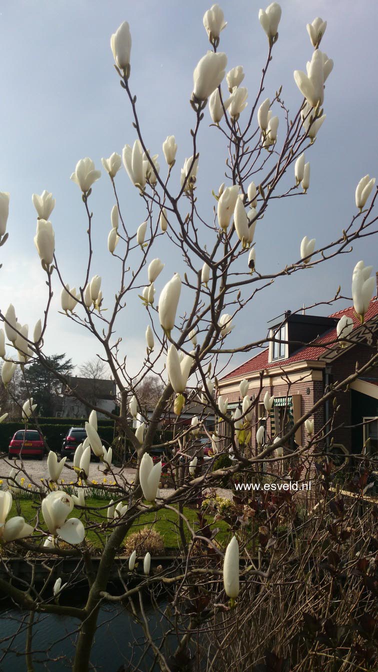 Magnolia 'Tina Durio'