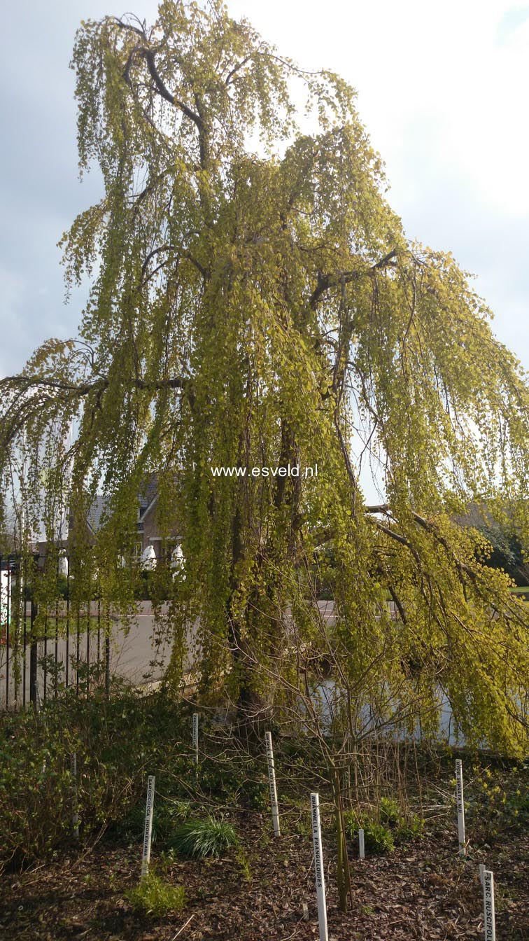 Cercidiphyllum japonicum 'Pendulum'