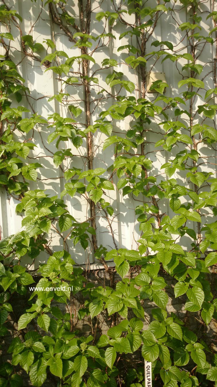 Hydrangea anomala quelpartii