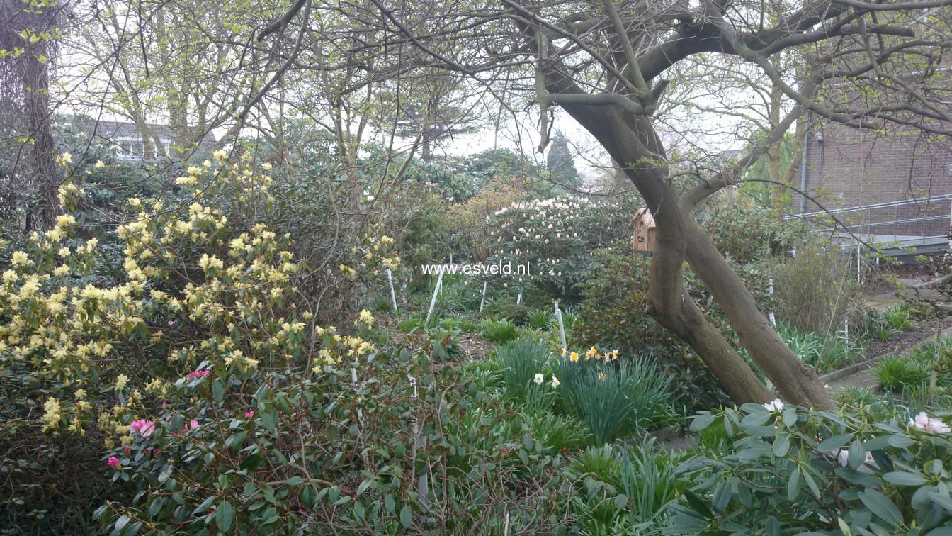 Rhododendron lutescens