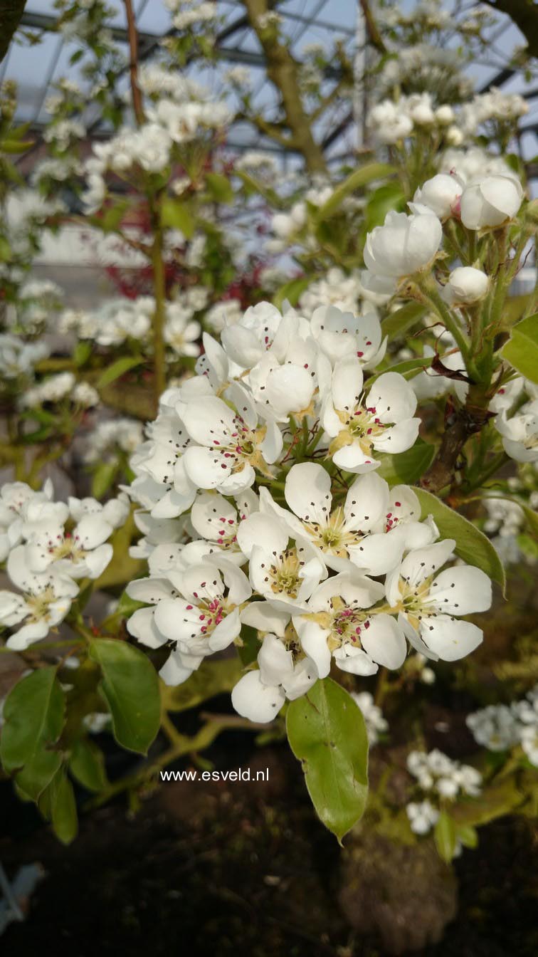 Pyrus communis