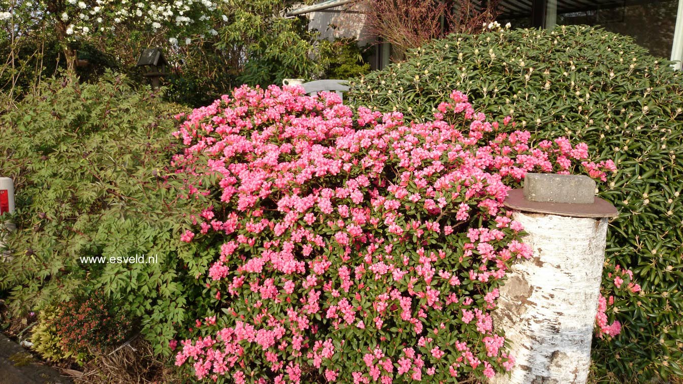 Rhododendron 'Razorbill'