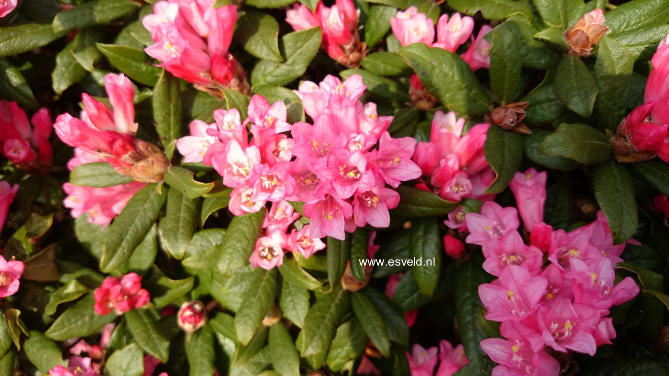 Rhododendron 'Razorbill'